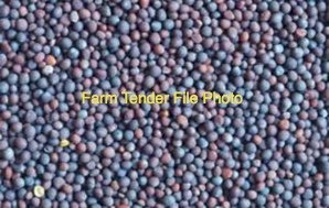 300kg Bonito Canola Seed