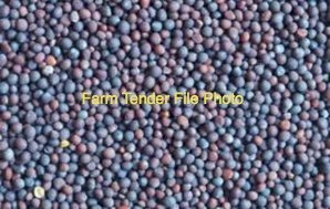 300kg Bonito Canola Seed