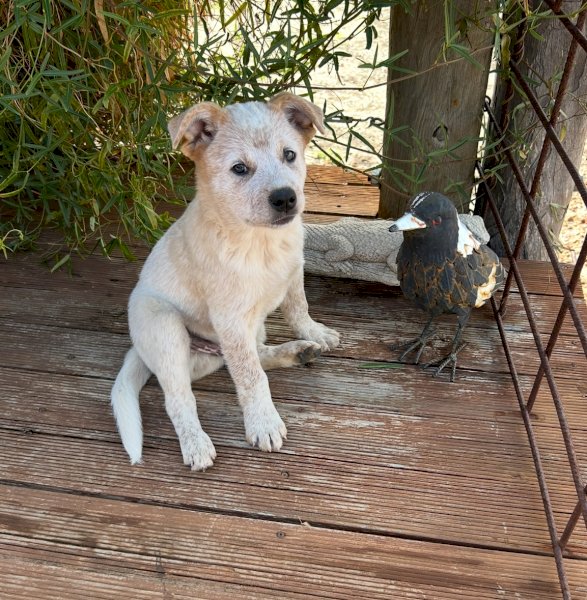 Blue Heeler and Red Heeler Puppy