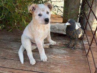 Blue Heeler and Red Heeler Puppy