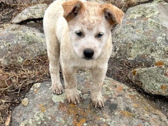 Blue Heeler and Red Heeler Puppy