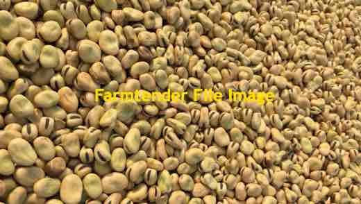 28/29 m/t Samira Faba Beans