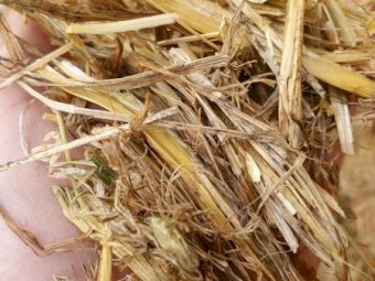 Oaten Hay 8x4x3 Bales