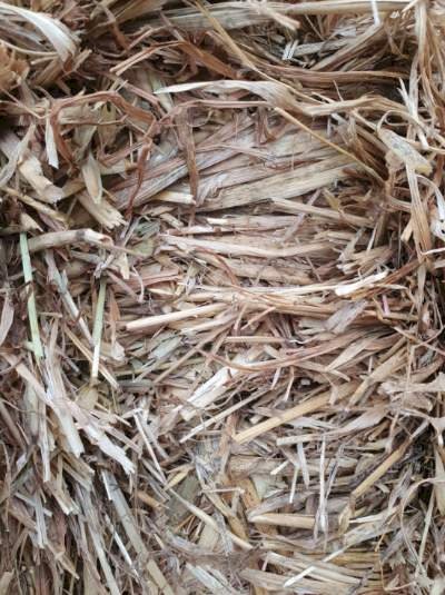 Shedded Export Quality Oaten Hay