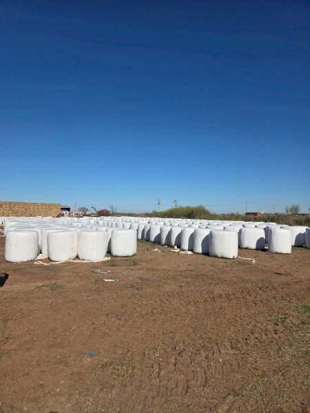 450 Bales Rice Silage