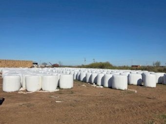 450 Bales Rice Silage