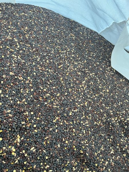 3mt Popany Vetch Seed (Seconds)