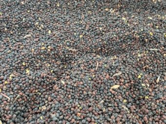 3mt Popany Vetch Seed (Seconds)