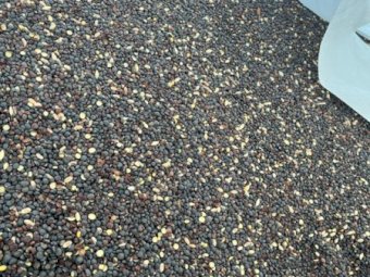 3mt Popany Vetch Seed (Seconds)