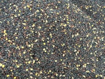 3mt Popany Vetch Seed (Seconds)