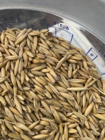 44MT Bilby Feed Oats