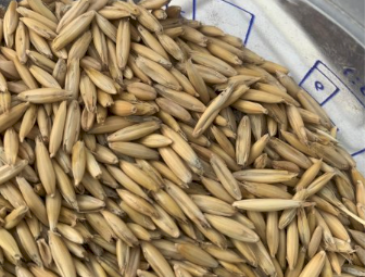 44MT Bilby Feed Oats