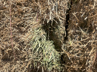 20mt Vetch Hay 550-600kg 8x4x3 Bales