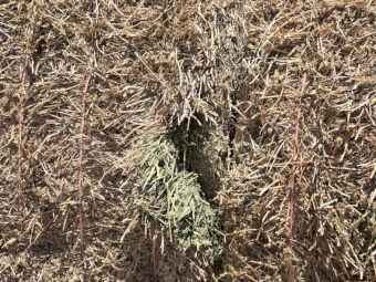 20mt Vetch Hay 550-600kg 8x4x3 Bales