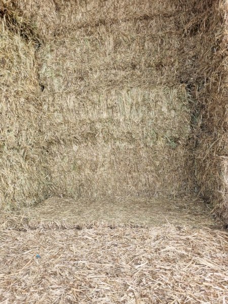 Shedded Oaten Hay