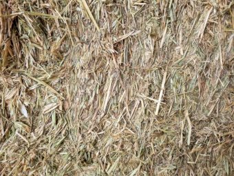 Shedded Oaten Hay