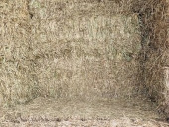 Shedded Oaten Hay