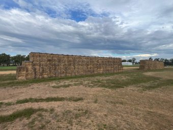 150MT X Mix of Cereals / Vetch  8X4X3 Large Square Bales.