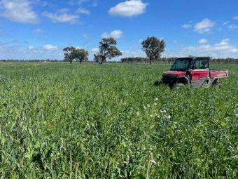 150MT X Mix of Cereals / Vetch  8X4X3 Large Square Bales.