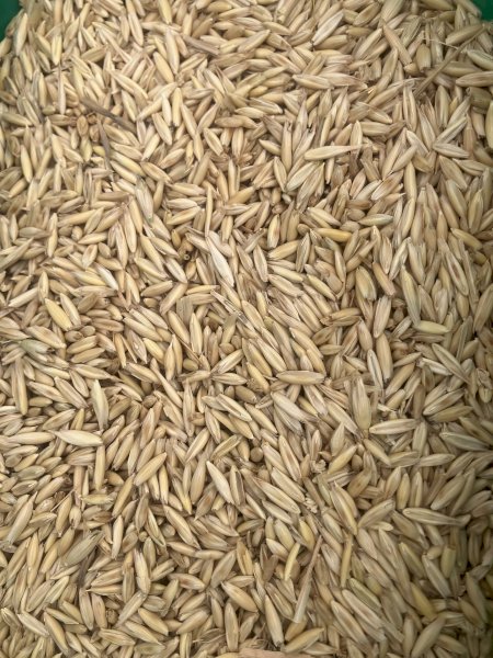 250 m/t M3 Milling Oats