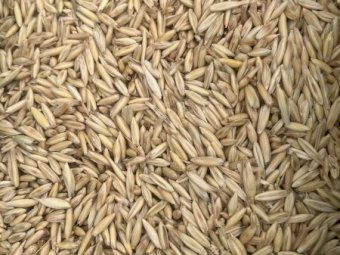 250 m/t M3 Milling Oats