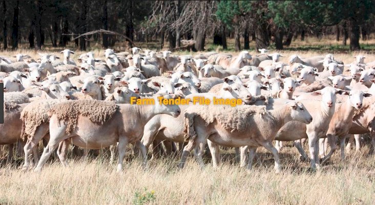 WANTED Dorper Ewes and Rams