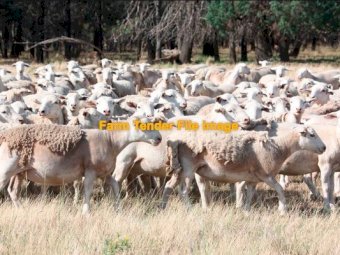 WANTED Dorper Ewes and Rams