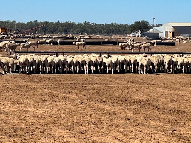Ezy Feed Sheep Troughs