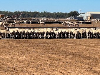 Ezy Feed Sheep Troughs
