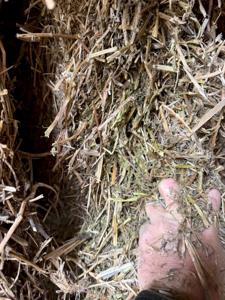 26' Season Vetch Hay