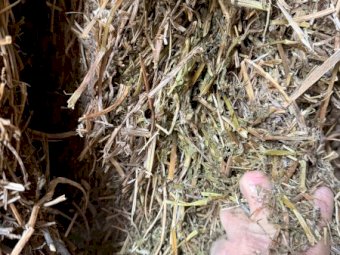 26' Season Vetch Hay