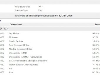 26' Season Vetch Hay