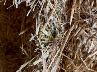 Oaten Hay 26' Season