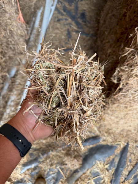 Shedded Vetch Hay 26' Season