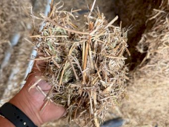 Shedded Vetch Hay 26' Season