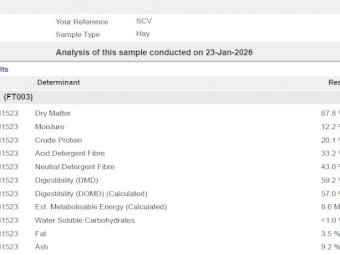 Shedded Vetch Hay 26' Season