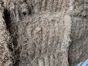 Shedded Vetch Hay 26' Season