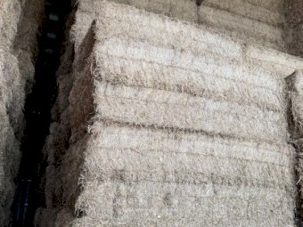 Shedded Vetch Hay 26' Season