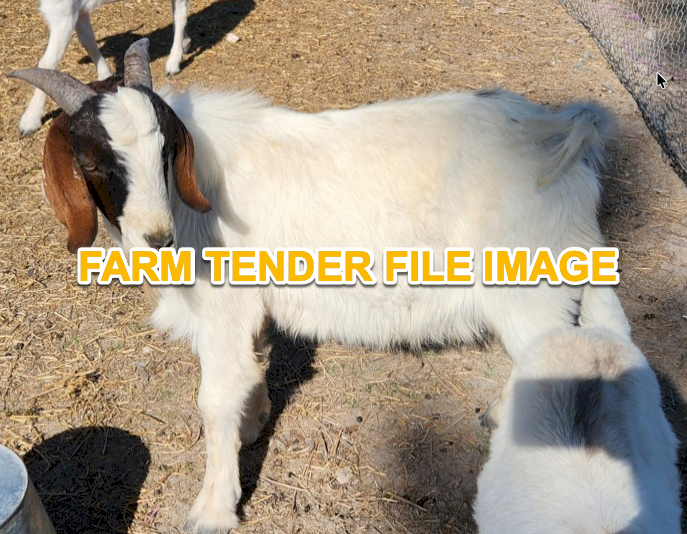 WANTED 1 Buck/Billy Goat for Breeding