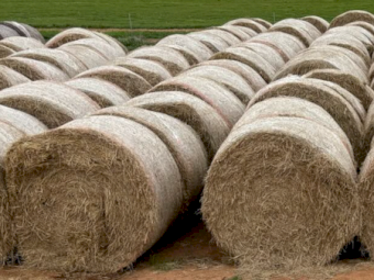 EOI Mulched Rice Straw 8x4x3 Bales