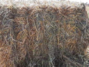 30mt Oaten Hay 550kg 8x4x3 Bales