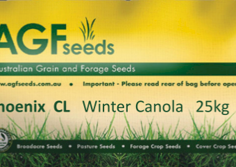 Canola Phoenix CL Seed 25kg x 40