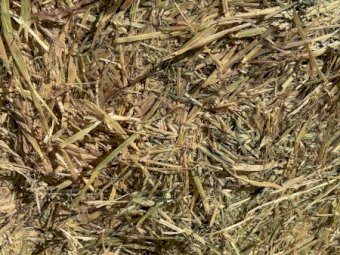 200 m/t Oaten Hay 26 Season