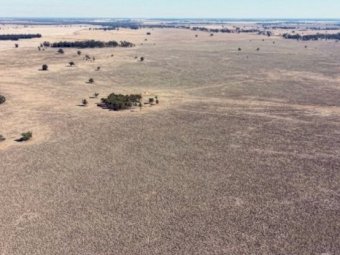 Blue Ribbon Mixed Farming Country Narromine NSW