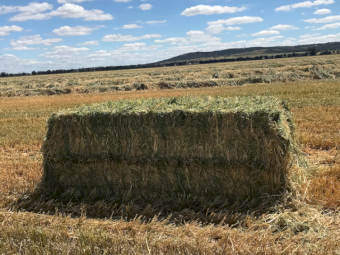 500mt Oaten Hay 650-700kg 8x4x3 Bales