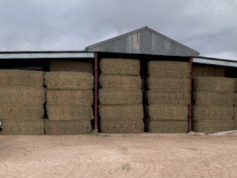 300mt Vetch Hay 650-700kg 8x4x3 Bales