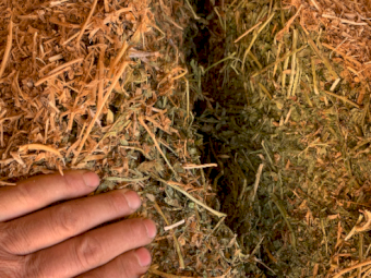 300mt Vetch Hay 650-700kg 8x4x3 Bales