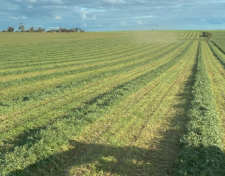 300mt Vetch Hay 650-700kg 8x4x3 Bales