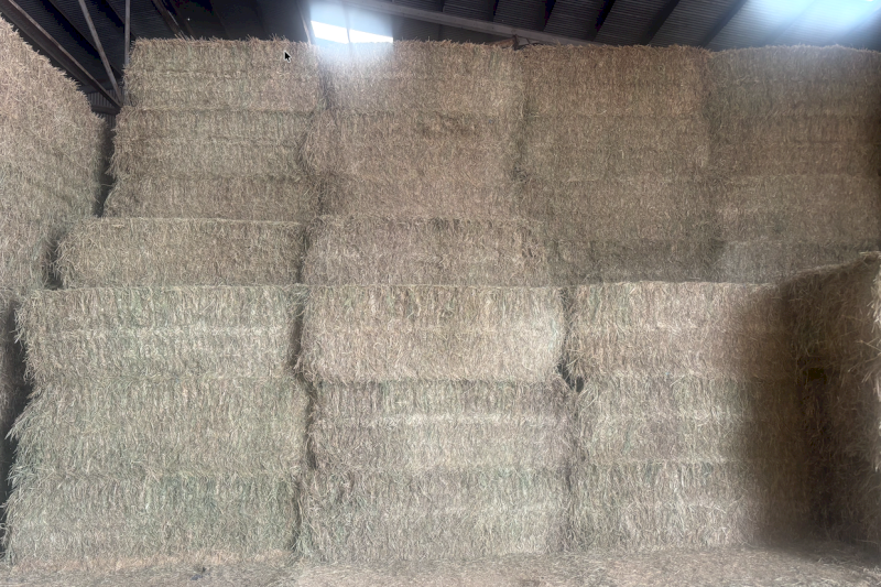 215mt Barley Hay 600-615kg 8x4x3 Bales