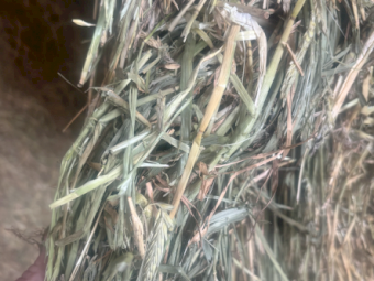 215mt Barley Hay 600-615kg 8x4x3 Bales